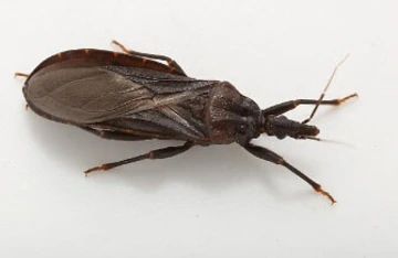 adutl western bloodsucking kissing bug