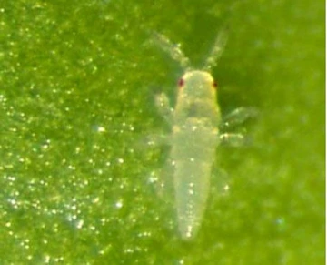 macro photo of first instar citrus thris nymph on leaf