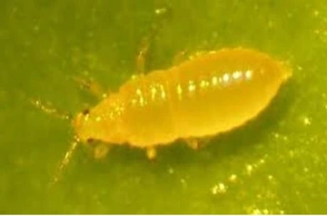 Closeup of second instar citrus thrip nymph, yellow in color on green leaf