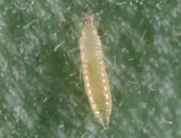 western flower thrips larvae under microscope on leaf