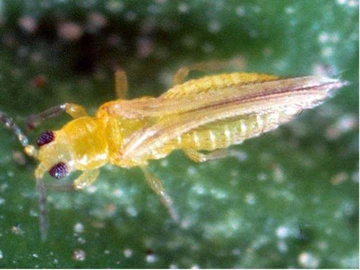 adult citrus thrips under microscope on leaf