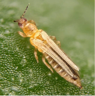 adult wester flower thrips on leaf closeup