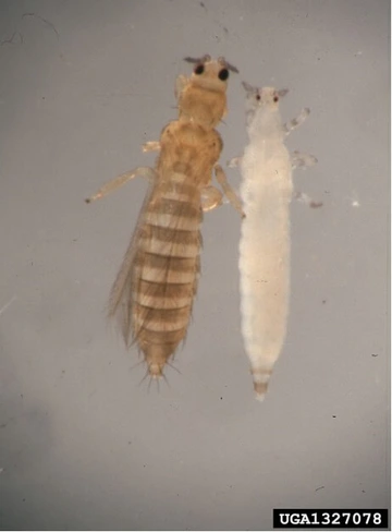 adult onion thrips next to nymph under microscope