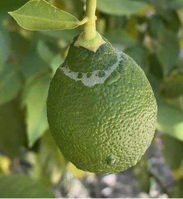 Unripe lemmon on tree showing scarring near stem