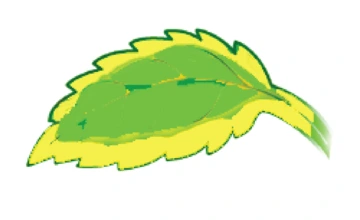 Magnesium deficiency symptom in leaf evident in yellow parts of leaf.