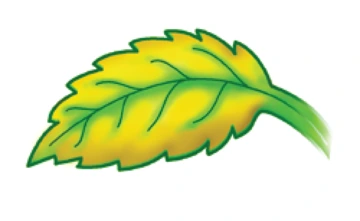 Interveinal chlorosis, a symptom of iron, zinc and manganese deficiencies, evident in yellow parts of leaf.