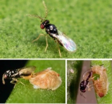 small aphids on leaf