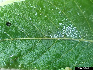 Honeydew from American walnut aphids
