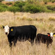 Cows with ear tags on desert range
