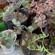 2024 Maricopa County Plant Sale