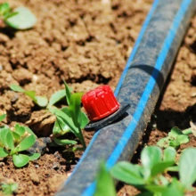 drip irrigation lined in a garden bed