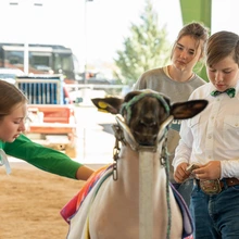 4-h sheep grooming at stock show