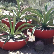 Container Gardening