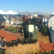 Crowd at outdoor plant sale