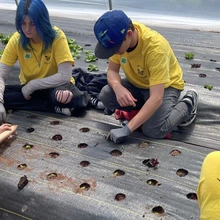 4 children planting in greenhouse 