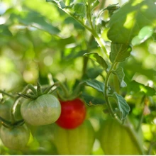 Growing Tomatoes