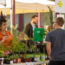 Maricopa Master Gardener Fall Plant Sale