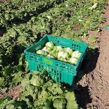 Photo of a box of lettuce