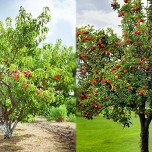 Fruit Trees