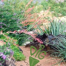 Favorite plants for desert landscape