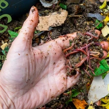 Vermicomposting - Desert Institute of Gardening - Maricopa