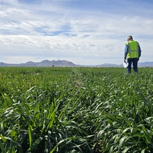 Farmer in a field in Cochise County