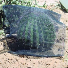 Cactus is covered with shade cloth