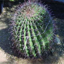cactus with a string around