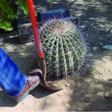 Cactus roots are being dug up