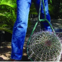 Cactus being lifted free from its hole