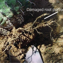 Remaining soil and broken frayed roots is being remove from cactus