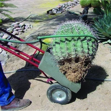 A barrel cacti is being move using a hand dolly with adequate padding.