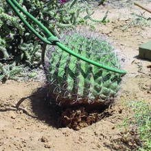 Cactus is being place in the planting hole
