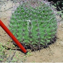 The soil under the plant is being compacted using a shovel.