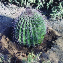 The soil surface around cactus is being mulched with gravel