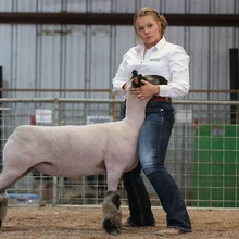 greenlee county 4-H member showing lamb in indoor show ring