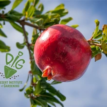 Pomegranate