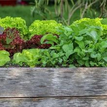 lettuces in a raised bed