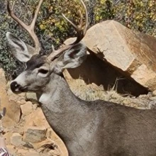 Deer