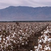 Photo of a cotton field