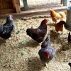 Photo of chickens in a coop