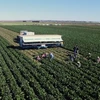 workers picking vegetables in large field