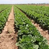 Photo of a lettuce field