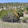 Photo of dying trees near Prescott