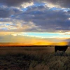 Photo of a cow in a pasture