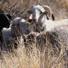 Photo of goats