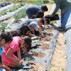 Photo of people working in a vegetable garden
