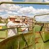 brett blum suresh garimella looking at cattle fencing on ranch