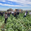 Photo of people in a farm field