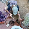 Photo of a researcher looking for mosquito larvae in a planter
